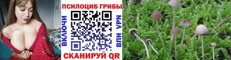Псилоцибиновые грибы Magic Shrooms  Тамбов 